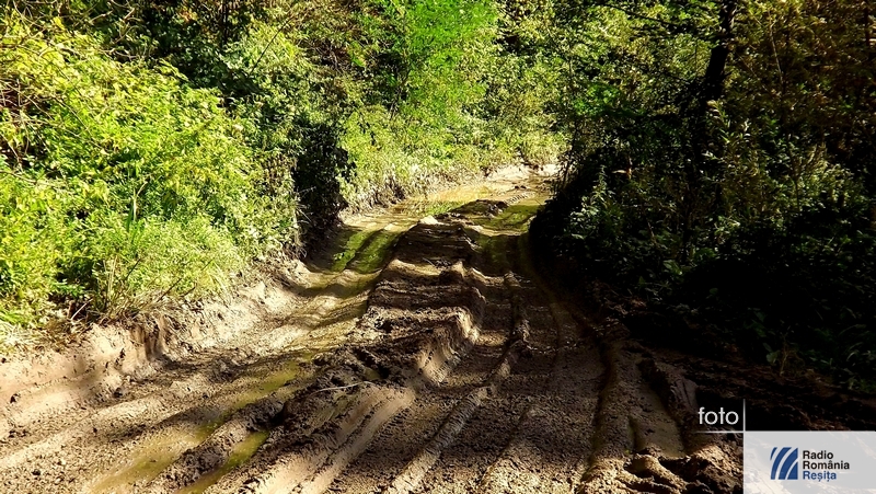 Neînţelegeri în pădure Neînţelegeri în pădure