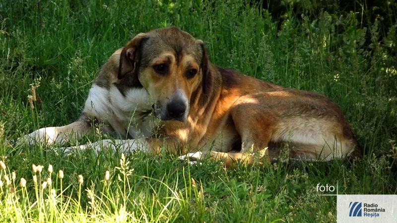 „Wings of Care“ se apucă de treabă „Wings of Care“ se apucă de treabă
