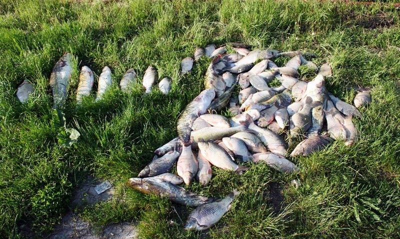 Braconaj în zona protejată Braconaj în zona protejată