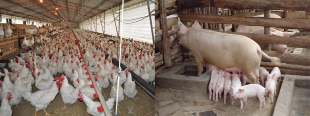 Se acordă subvenţii crescătorilor de porci şi păsări Se acordă subvenţii crescătorilor de porci şi păsări