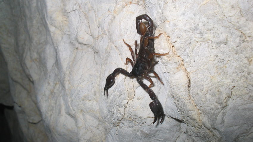 Scorpionii roșii invadează Stațiunea Băile Herculane Scorpionii roșii invadează Stațiunea Băile Herculane