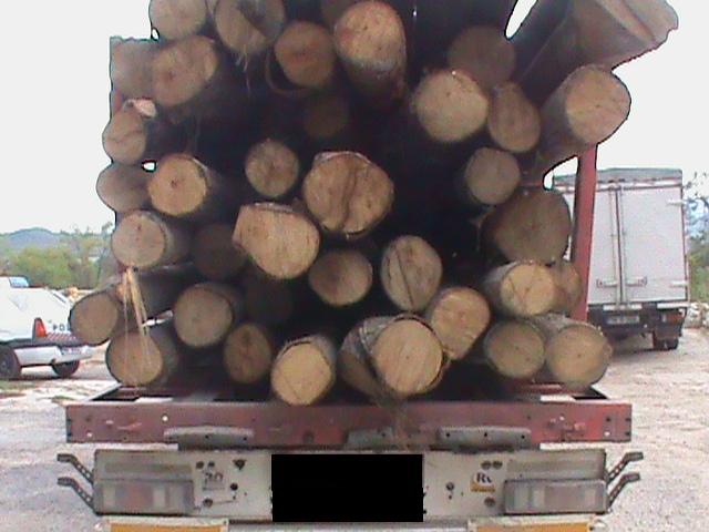 Zeci de metri cubi de lemne fără acte şi amenzi de mii de lei Zeci de metri cubi de lemne fără acte şi amenzi de mii de lei