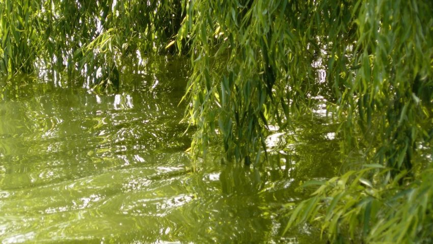 Plantări de ecologizare pe Dunăre Plantări de ecologizare pe Dunăre