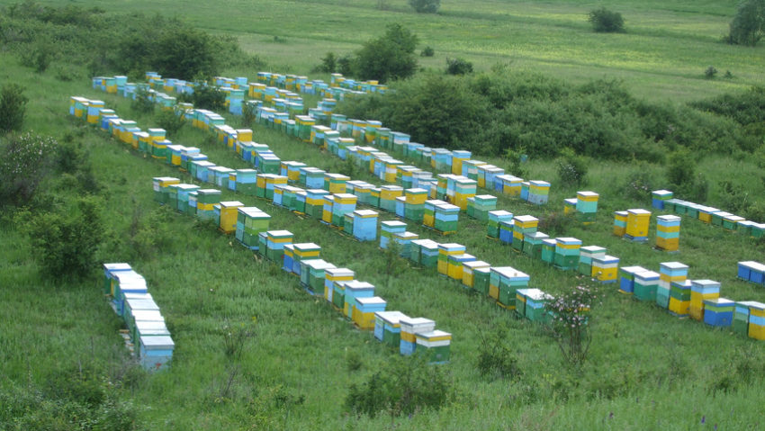 Recolta meliferă slabă creşte preţul la miere şi atrage subvenţii pentru apicultori Recolta meliferă slabă creşte preţul la miere şi atrage subvenţii pentru apicultori
