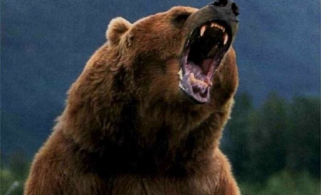 Bărbat atacat de urs în Retezat Bărbat atacat de urs în Retezat