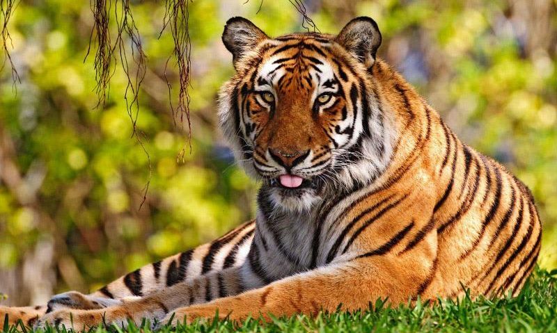 Folosirea animalelor sălbatice la circ ”interzisă” Folosirea animalelor sălbatice la circ ”interzisă”