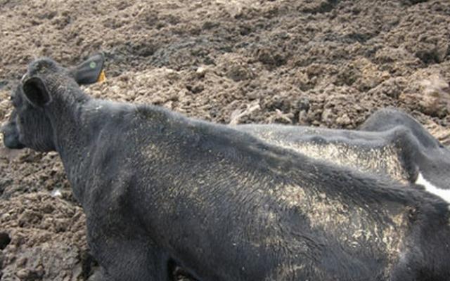 DSVSA Caraş-Severin ia măsuri împotriva maladiei Bluetongue DSVSA Caraş-Severin ia măsuri împotriva maladiei Bluetongue