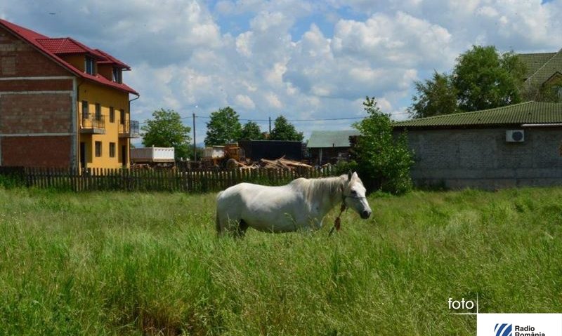 Creșterea animalelor interzisă în jumătate din Lugoj Creșterea animalelor interzisă în jumătate din Lugoj