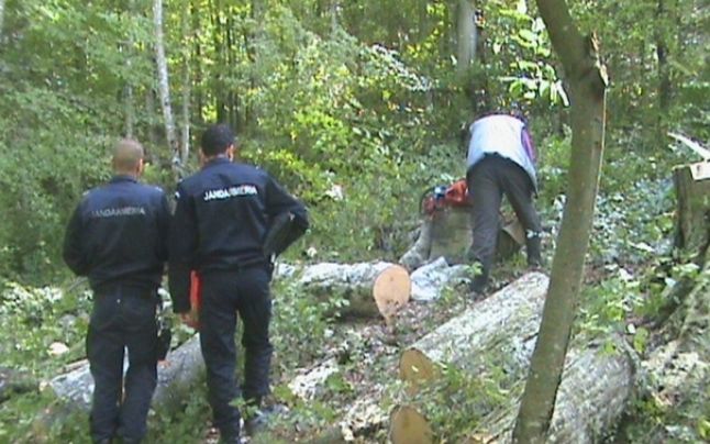 [AUDIO] Personal puţin, dar implicat la Garda Forestieră Caraş-Severin