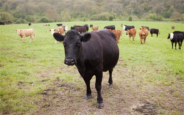 Alertă ANSVSA! Focare de dermatoză nodulară la bovine descoperite în Bulgaria. România expusă riscului de apariție a bolii Alertă ANSVSA! Focare de dermatoză nodulară la bovine descoperite în Bulgaria. România expusă riscului de apariție a bolii