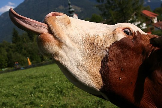 Se iau măsuri pentru eradicarea bolii limbii albastre! Se iau măsuri pentru eradicarea bolii limbii albastre!