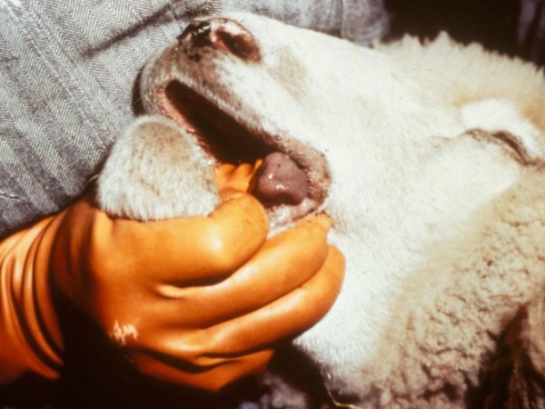 Alerta cu Bluetongue închide singurul târg de animale din Caraş-Severin Alerta cu Bluetongue închide singurul târg de animale din Caraş-Severin