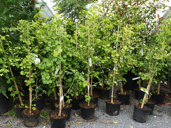 [EXCLUSIV] Arborele Pagodelor la Băile Herculane. Un bucureştean investeşte în copacii terapeutici
