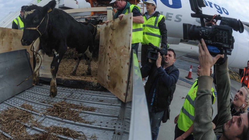 Văcuţe zburătoare la Timişoara! Văcuţe zburătoare la Timişoara!