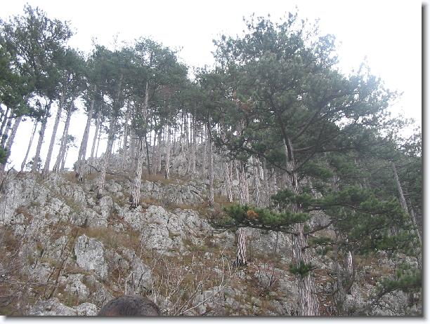 Miracolul naturii în Domogled Miracolul naturii în Domogled