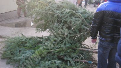 Situaţia brazilor de Crăciun reglementată în Caraş-Severin: fără incidente majore anul acesta