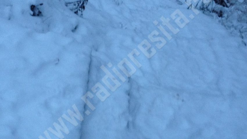 Speciile de vânat lasă… urme pe zăpadă Speciile de vânat lasă… urme pe zăpadă