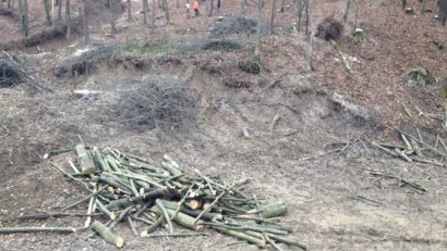 Din pădure se fură… ca-n codru