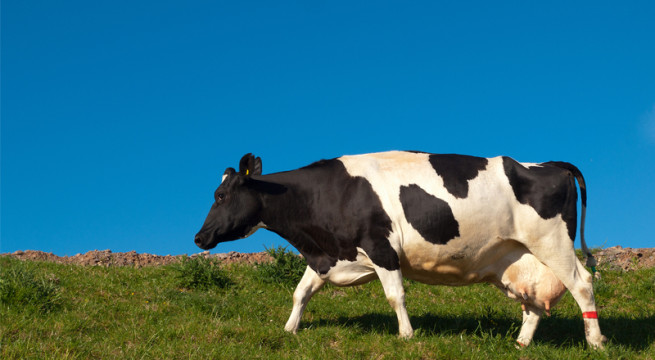 Au furat vaca şi au tranşat-o Au furat vaca şi au tranşat-o