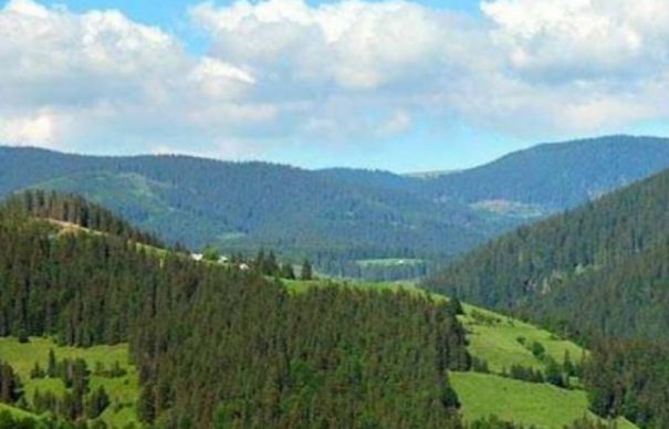 Manipulare grosolană în cazul tăierilor din Parcul Naţional Semenic-Cheile Caraşului Manipulare grosolană în cazul tăierilor din Parcul Naţional Semenic-Cheile Caraşului
