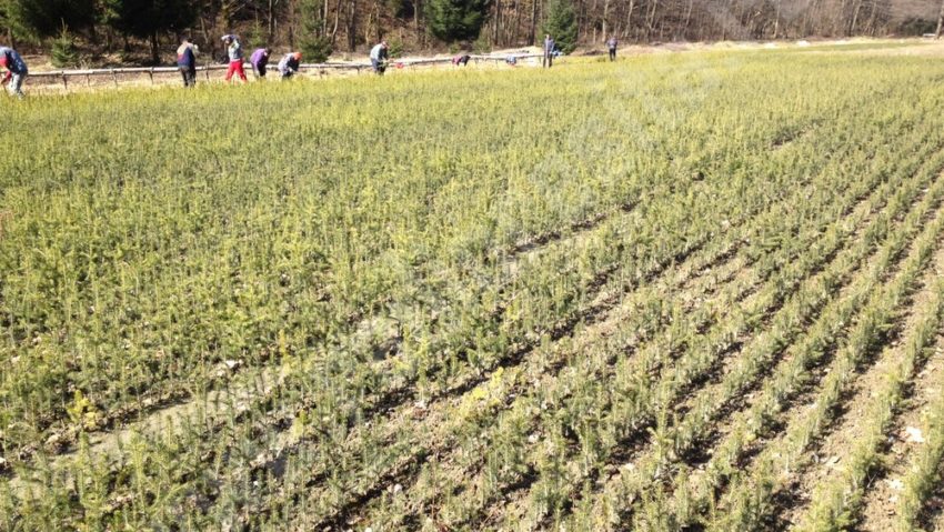 Luna pădurii, încheiată în Caraş-Severin, cu plantări de mii de arbori Luna pădurii, încheiată în Caraş-Severin, cu plantări de mii de arbori