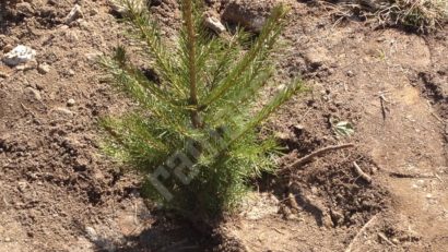 Start la împăduriri. Direcţia silvică a judeţului Caraş-Severin deschide sezonul plantării arborilor