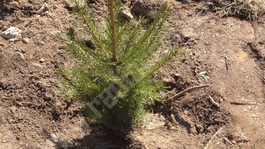 Start la împăduriri. Direcţia silvică a judeţului Caraş-Severin deschide sezonul plantării arborilor Start la împăduriri. Direcţia silvică a judeţului Caraş-Severin deschide sezonul plantării arborilor