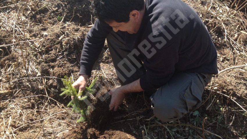Începe a doua parte a acțiunii „Luna plantării arborilor” Începe a doua parte a acțiunii „Luna plantării arborilor”