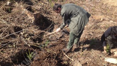 Ziua internaţională a pădurilor este sărbătorită în teren de silvicultorii din Caraş-Severin