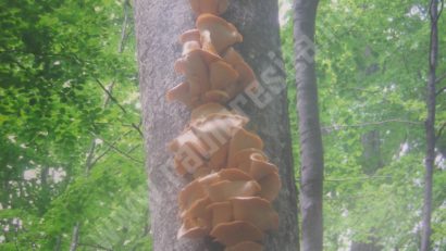 [FOTO] Natura pe simeze la Reşiţa