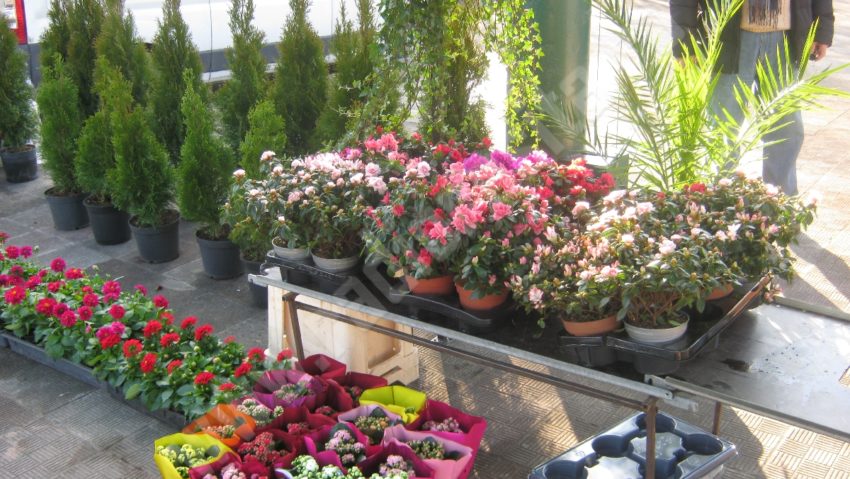 În oraşul florilor se desfăşoară festivalul Timfloralis În oraşul florilor se desfăşoară festivalul Timfloralis
