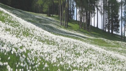 Sărbătoarea Narciselor de la Zerveşti