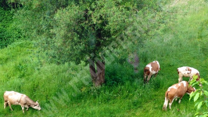 Avize colective pentru terenurile din parcuri Avize colective pentru terenurile din parcuri
