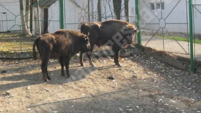Zimbrii cărăşeni monitorizaţi prin GPS