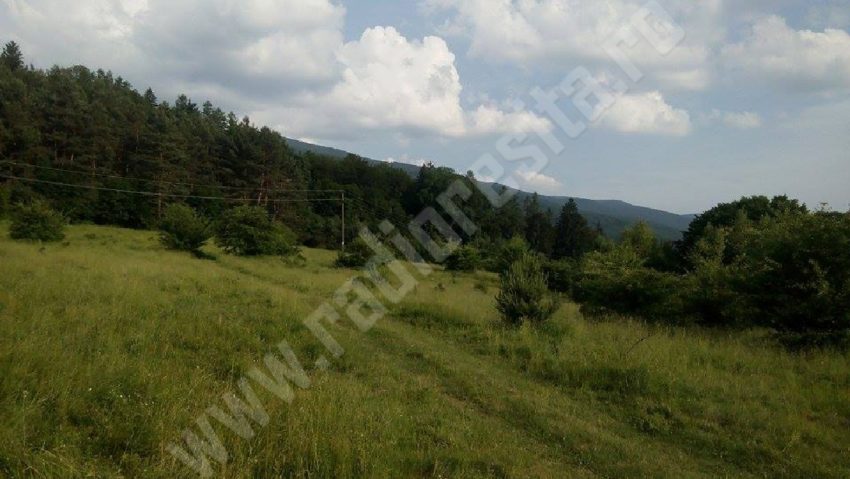 O problemă spinoasă: amenajamentele pastorale O problemă spinoasă: amenajamentele pastorale