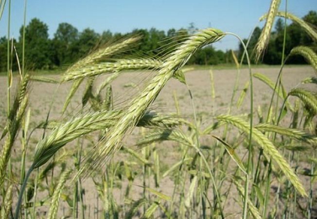 Suprafeţele cultivate în Caraş-Severin în continuă scădere Suprafeţele cultivate în Caraş-Severin în continuă scădere