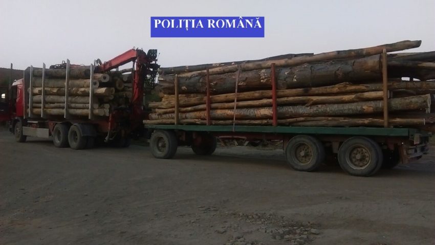 Se fură lemne ca-n codru Se fură lemne ca-n codru