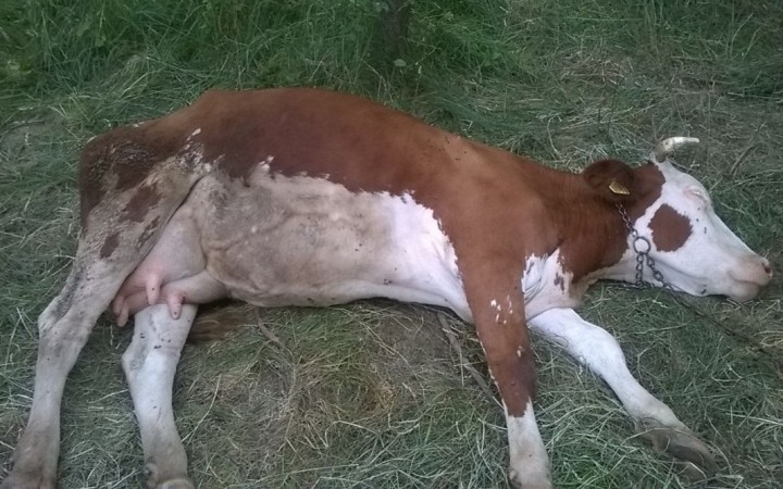 Mai multe vaci au fost otrăvite pe un câmp Mai multe vaci au fost otrăvite pe un câmp