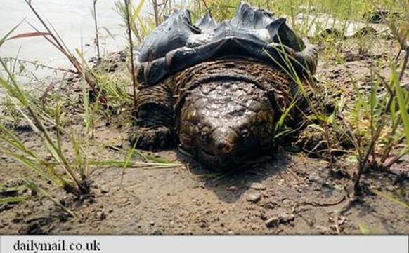 Broască ţestoasă cu iz de dinozaur