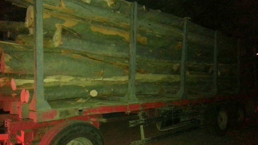 Captură de lemn la Lugoj Captură de lemn la Lugoj
