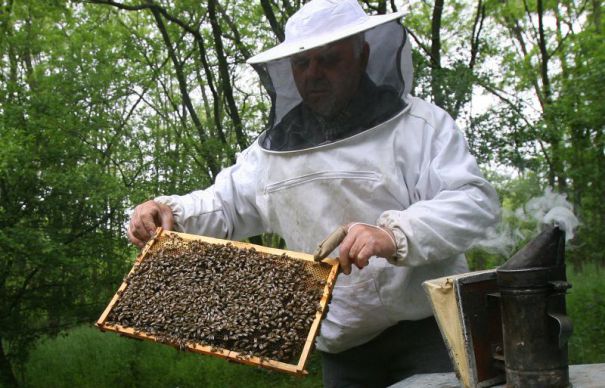 Stuparii cărăşeni codaşi la cererile pentru subvenţiile apicole Stuparii cărăşeni codaşi la cererile pentru subvenţiile apicole