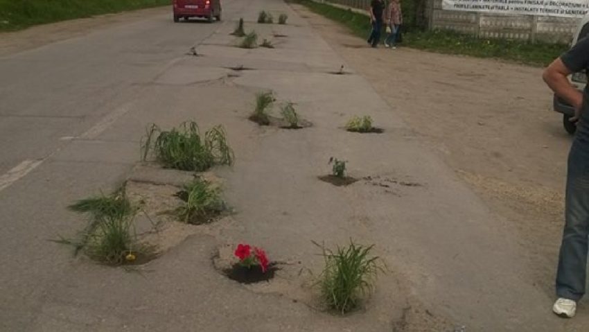 Flori în asfalt la Neudorf Flori în asfalt la Neudorf