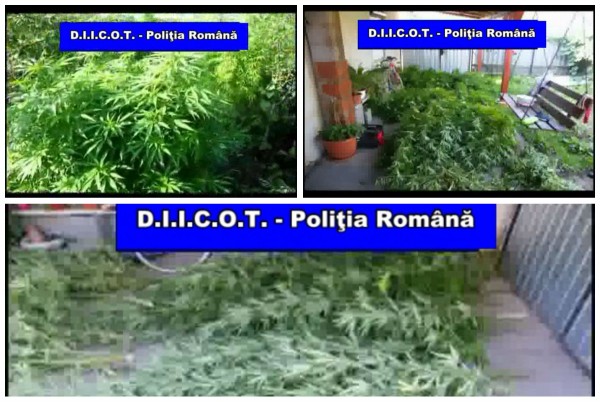 VIDEO Procurorii DIICOT Arad au descoperit peste 27 kg cannabis la Nădab VIDEO Procurorii DIICOT Arad au descoperit peste 27 kg cannabis la Nădab