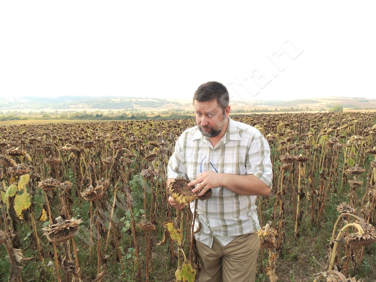 Caraş-Severin: Peste 4.200 de hectare de culturi calamitate din cauza secetei pedologice