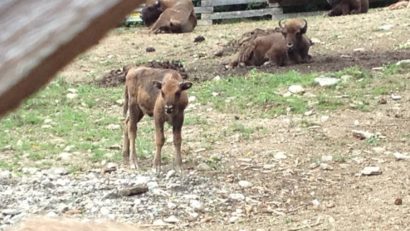 [FOTO] Al treilea pui de zimbru, care va trăi în sălbăticie, s-a născut în Caraş-Severin