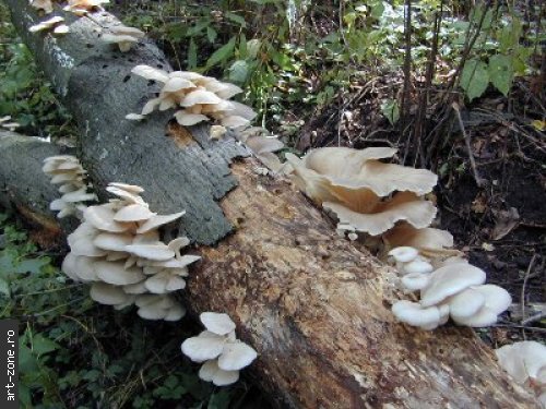 [AUDIO] Atraşi de mirajul bureţilor, 4 cărăşeni s-au rătăcit în pădure şi au fost amendaţi
