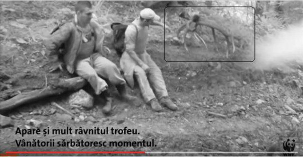 [VIDEO-AUDIO] Lupul paznic la oi. Angajat al Ocolului silvic Oţelu-Roşu prins la braconaj cinegetic