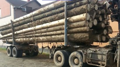 Se fură pădurea în Caraş-Severin?
