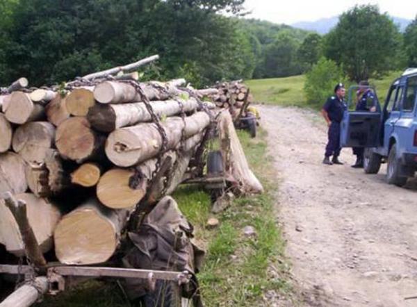 [AUDIO] Poliţia pădurilor activă în Caraş-Severin. Amenzi de peste 20.000 de lei aplicate în judeţ