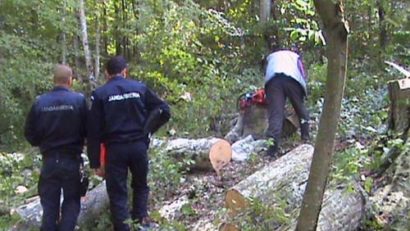 [AUDIO] Delictele silvice în creştere în Caraş-Severin. Anul 2015 în topul contravenţiilor